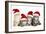 Siberian Cat Kittens in Christmas Hats-null-Framed Photographic Print