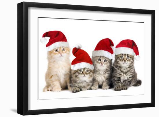 Siberian Cat Kittens in Christmas Hats-null-Framed Photographic Print