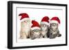 Siberian Cat Kittens in Christmas Hats-null-Framed Photographic Print