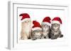 Siberian Cat Kittens in Christmas Hats-null-Framed Photographic Print