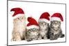 Siberian Cat Kittens in Christmas Hats-null-Mounted Photographic Print