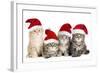 Siberian Cat Kittens in Christmas Hats-null-Framed Photographic Print