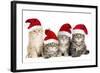 Siberian Cat Kittens in Christmas Hats-null-Framed Photographic Print