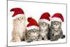 Siberian Cat Kittens in Christmas Hats-null-Mounted Photographic Print