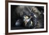 Siberian Cat.-Savanah Stewart-Framed Photographic Print