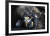 Siberian Cat.-Savanah Stewart-Framed Photographic Print