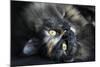 Siberian Cat.-Savanah Stewart-Mounted Photographic Print