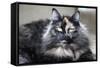 Siberian Cat.-Savanah Stewart-Framed Stretched Canvas