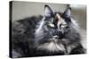 Siberian Cat.-Savanah Stewart-Stretched Canvas