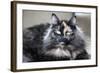 Siberian Cat.-Savanah Stewart-Framed Photographic Print