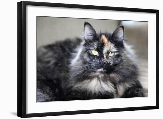 Siberian Cat.-Savanah Stewart-Framed Photographic Print