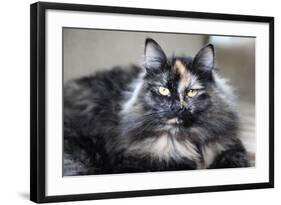 Siberian Cat.-Savanah Stewart-Framed Photographic Print