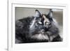 Siberian Cat.-Savanah Stewart-Framed Photographic Print