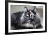 Siberian Cat.-Savanah Stewart-Framed Photographic Print