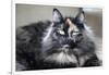 Siberian Cat.-Savanah Stewart-Framed Photographic Print