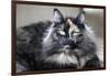 Siberian Cat.-Savanah Stewart-Framed Photographic Print