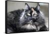 Siberian Cat.-Savanah Stewart-Framed Stretched Canvas