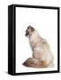 Siberian Cat-Fabio Petroni-Framed Stretched Canvas