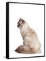 Siberian Cat-Fabio Petroni-Framed Stretched Canvas