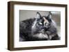 Siberian Cat.-Savanah Stewart-Framed Photographic Print