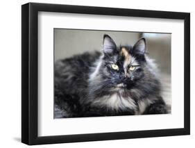 Siberian Cat.-Savanah Stewart-Framed Photographic Print