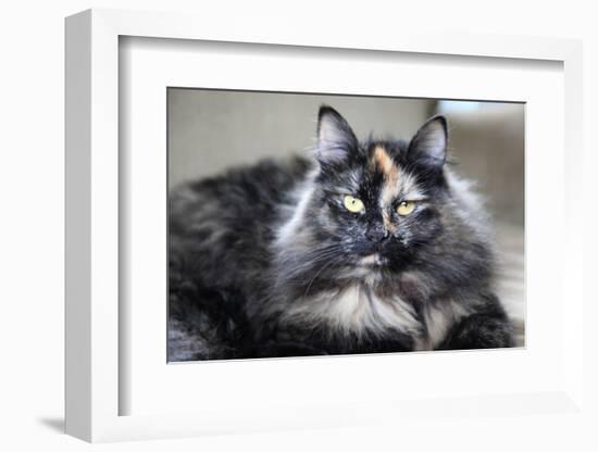 Siberian Cat.-Savanah Stewart-Framed Photographic Print