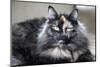 Siberian Cat.-Savanah Stewart-Mounted Photographic Print