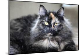 Siberian Cat.-Savanah Stewart-Mounted Photographic Print