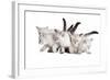 Siberian Cat-Fabio Petroni-Framed Photographic Print