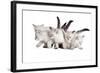 Siberian Cat-Fabio Petroni-Framed Photographic Print