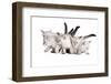 Siberian Cat-Fabio Petroni-Framed Photographic Print