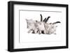 Siberian Cat-Fabio Petroni-Framed Photographic Print