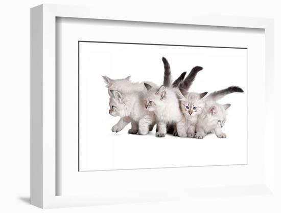 Siberian Cat-Fabio Petroni-Framed Photographic Print