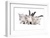 Siberian Cat-Fabio Petroni-Framed Photographic Print