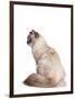 Siberian Cat-Fabio Petroni-Framed Photographic Print