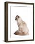 Siberian Cat-Fabio Petroni-Framed Photographic Print