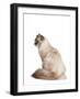 Siberian Cat-Fabio Petroni-Framed Photographic Print