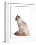 Siberian Cat-Fabio Petroni-Framed Photographic Print