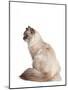 Siberian Cat-Fabio Petroni-Mounted Photographic Print