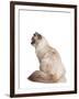 Siberian Cat-Fabio Petroni-Framed Photographic Print