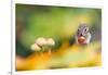 Siberian chipmunk eating a hazelnut, the Netherlands-Edwin Giesbers-Framed Photographic Print