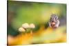 Siberian chipmunk eating a hazelnut, the Netherlands-Edwin Giesbers-Stretched Canvas