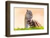 Siberian chipmunk eating pinenuts from pine cone-Edwin Giesbers-Framed Photographic Print