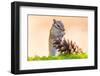 Siberian chipmunk eating pinenuts from pine cone-Edwin Giesbers-Framed Photographic Print