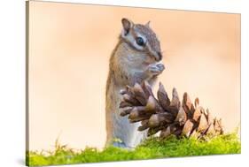 Siberian chipmunk eating pinenuts from pine cone-Edwin Giesbers-Stretched Canvas