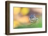 Siberian chipmunk eating, with full cheeks, The Netherlands-Edwin Giesbers-Framed Photographic Print