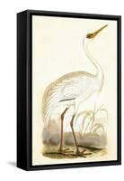Siberian Crane,  from 'A History of the Birds of Europe Not Observed in the British Isles'-English-Framed Stretched Canvas