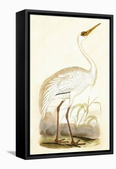 Siberian Crane,  from 'A History of the Birds of Europe Not Observed in the British Isles'-English-Framed Stretched Canvas