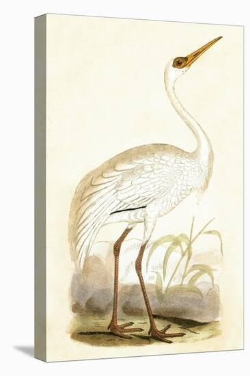 Siberian Crane,  from 'A History of the Birds of Europe Not Observed in the British Isles'-English-Stretched Canvas