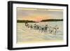 Siberian Dog Team, Alaska-null-Framed Art Print